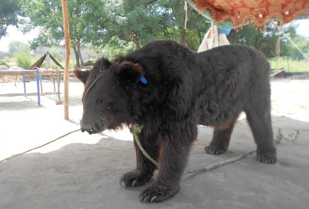 Most Insanely Dangerous Combat Sports Ever Invented 2 Bear-Baiting
